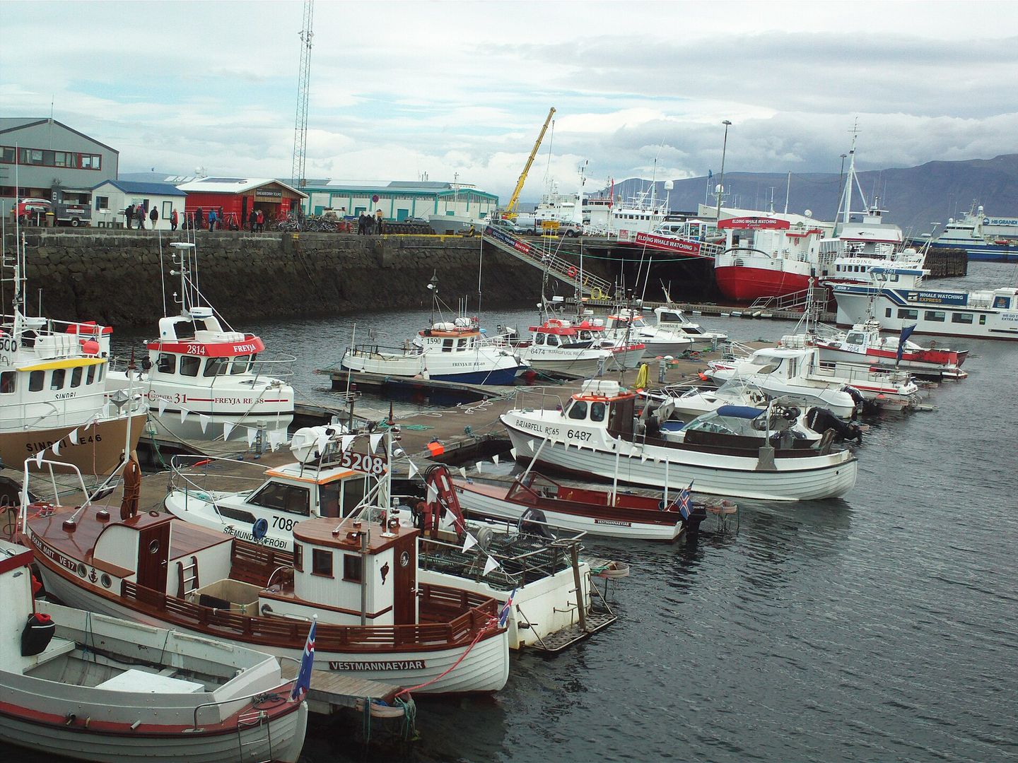 Small fishing boats moored in Reykjavík's old harbour, Icelandic flags on their sterns and mountains behind.